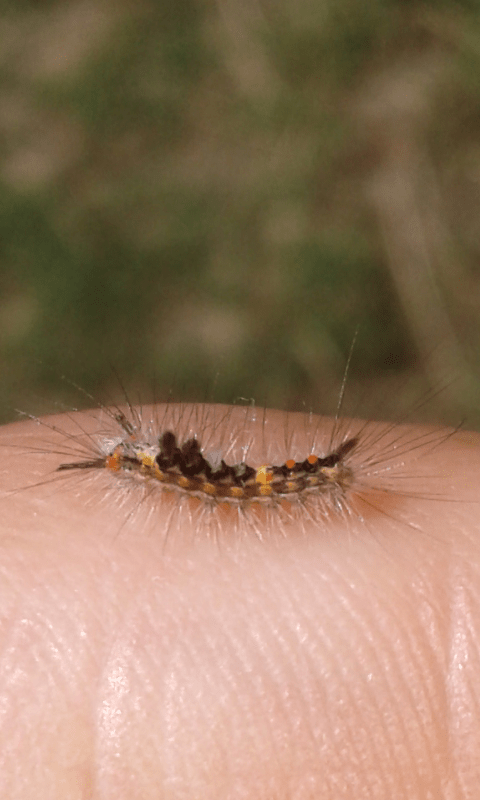 Giovane bruco di Orgyia antiqua (Erebidae)?  S, Erebidae Lymantriinae